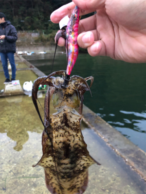 日本海エギング