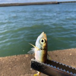 息子とサビキ釣り