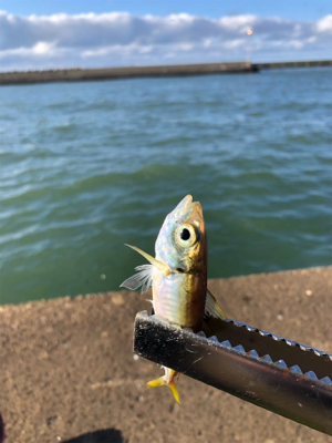 息子とサビキ釣り