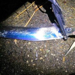 連戦でやっと2匹