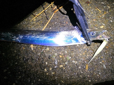 連戦でやっと2匹