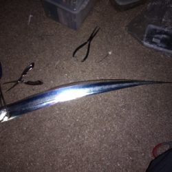 雨の後は釣れない？