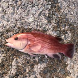 コブダイゲット