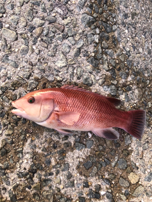 コブダイゲット