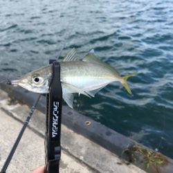 アオリイカを求めて⑨