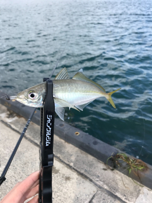 アオリイカを求めて⑨