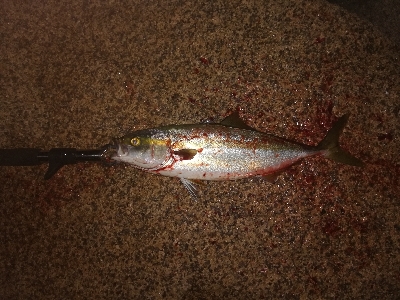 ハマチが群れてる