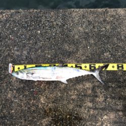 モヤモヤが残る釣行