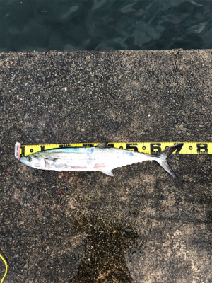 モヤモヤが残る釣行