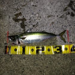 タチウオ狙いが…