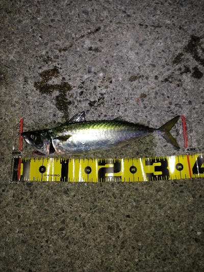 タチウオ狙いが…