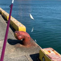 霞埠頭 ウール岸壁にて。