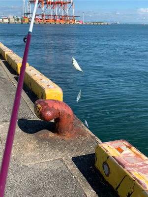 霞埠頭 ウール岸壁にて。