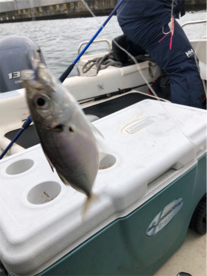 大阪湾奥でアジ釣り♪
