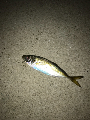 どれだけ食べるの？