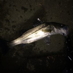 雨上がりのシーバス