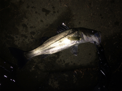 雨上がりのシーバス