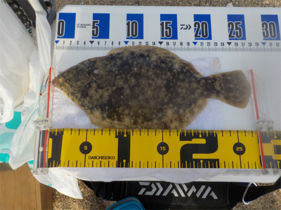 投げ釣りのエース登場