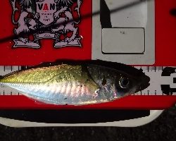 アジング練習 42