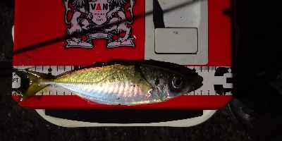 アジング練習 42