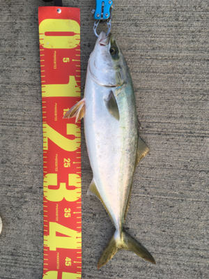 3時〜7時まで釣行