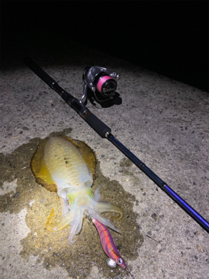 淡路島東側ランガン