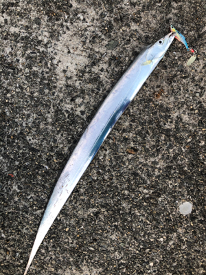 今日も行きました、太刀魚の骨煎餅が食べたく…