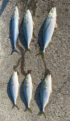 伊予港はんぱないってぇぇぇぇ