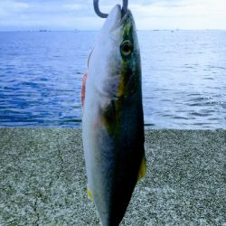 ハマチとタチウオ