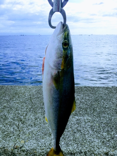 ハマチとタチウオ