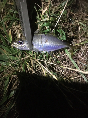 サイズは小さい