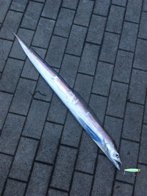 激シブなのでオクトパッシング