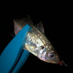 小潮、小雨、どうなの？