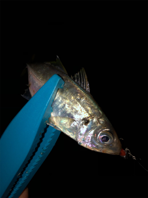 小潮、小雨、どうなの？