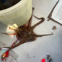 明石　　タコ釣り
