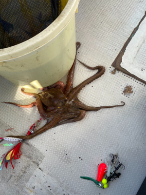 明石　　タコ釣り