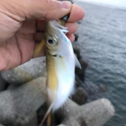 夕マズメにアジ&メッキ爆釣！