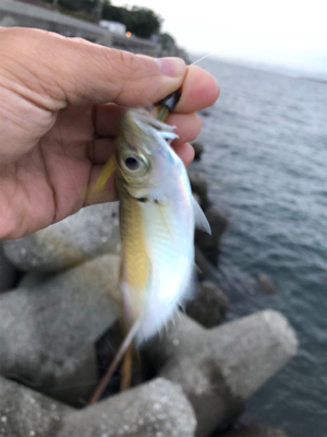 夕マズメにアジ&メッキ爆釣！