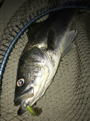 シーバス、ハイシーズン！