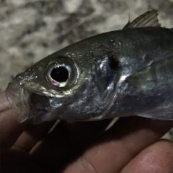 モーニングアジング