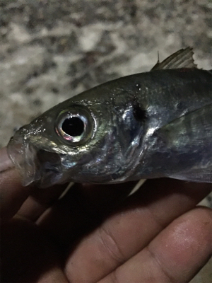 モーニングアジング