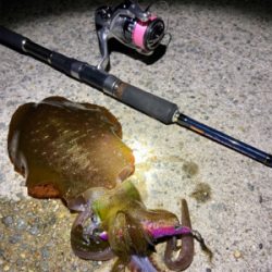 垂水エギング好調！かな？