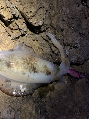 またまたうねりが、、、