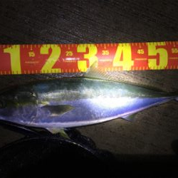 有給使っての釣行!