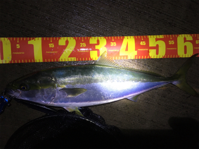 有給使っての釣行!