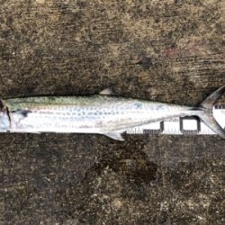 ミニ波止でショアジギング