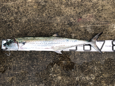 ミニ波止でショアジギング