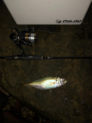 ナイトアジング