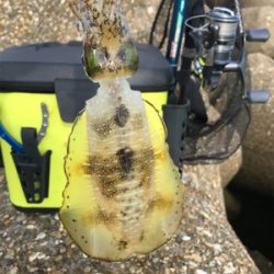 昼間の方がアオリイカが釣れる?(^.^)