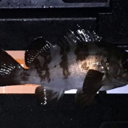 メバルのシーズンインかも